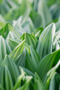 Black germer leaves, Veratrum nigrum, close-up Black germer leaves, Veratrum nigrum, close-up